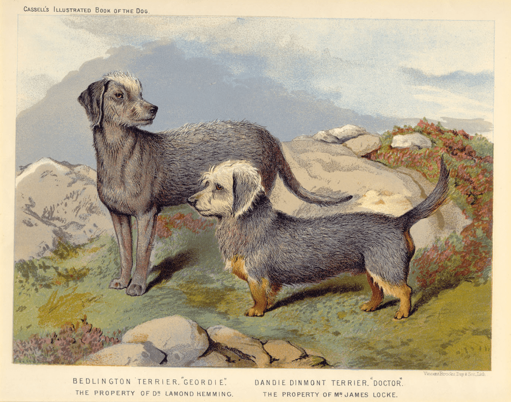 Dandie and Bedlington